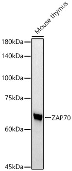 ZAP70 Rabbit monoclonal antibody