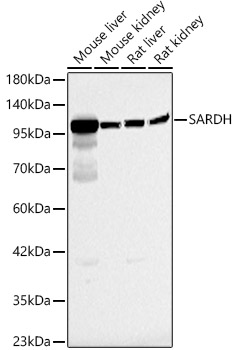 SARDH Rabbit polyclonal antibody