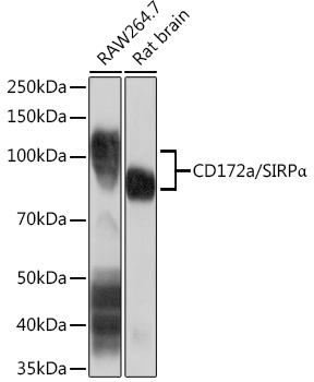 CD172a/SIRPA Alpha Rabbit monoclonal antibody