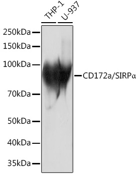 CD172a/SIRPA Alpha Rabbit monoclonal antibody