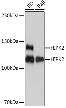 HIPK2 Rabbit monoclonal antibody