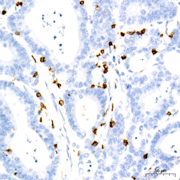 CD7 Rabbit monoclonal antibody