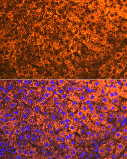 CYP2D6 Rabbit monoclonal antibody