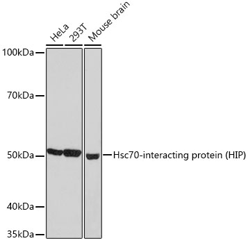 Hsc70-interacting protein (HIP) Rabbit monoclonal antibody