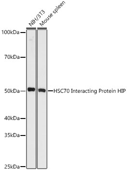 Hsc70-interacting protein (HIP) Rabbit monoclonal antibody