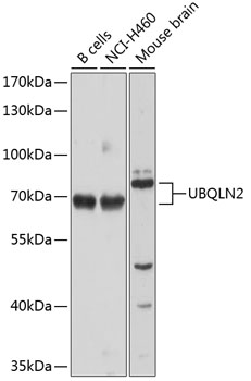 UBQLN2 Rabbit polyclonal antibody
