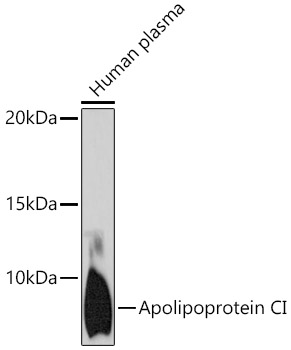 Apolipoprotein CI Rabbit monoclonal antibody