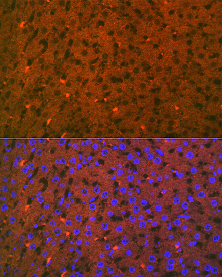Apolipoprotein CI Rabbit monoclonal antibody
