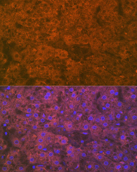 Apolipoprotein CI Rabbit monoclonal antibody