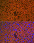 Western blot - Apolipoprotein CI Rabbit mAb (A9570)