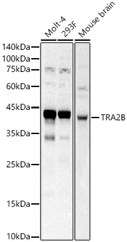 TRA2B Rabbit polyclonal antibody
