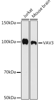 VAV3 Rabbit monoclonal antibody