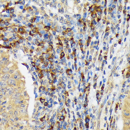 VAV3 Rabbit monoclonal antibody