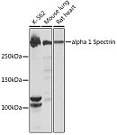 Western blot - alpha 1 Spectrin Rabbit mAb (A9597)