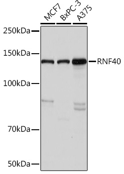 RNF40 Rabbit monoclonal antibody