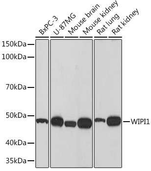 WIPI1 Rabbit mAb