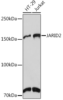 JARID2 Rabbit monoclonal antibody