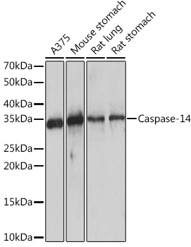Caspase-14 Rabbit monoclonal antibody