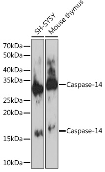Caspase-14 Rabbit monoclonal antibody