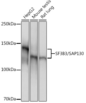 SF3B3/SAP130 Rabbit monoclonal antibody