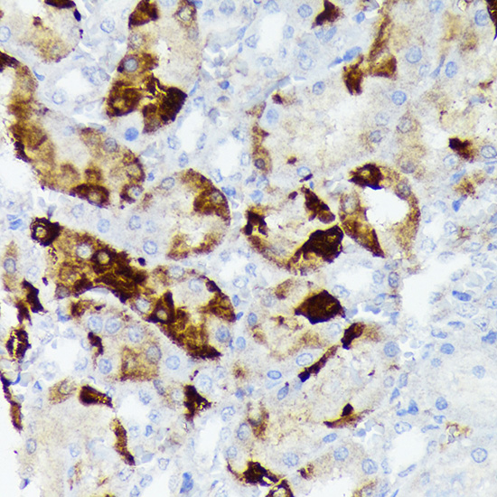 CRYAB Rabbit monoclonal antibody
