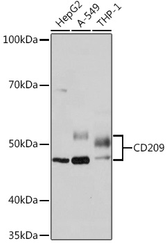 CD209 Rabbit monoclonal antibody