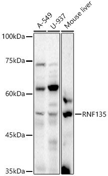 RNF135 Rabbit polyclonal antibody
