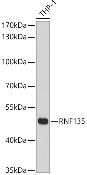 RNF135 Rabbit polyclonal antibody