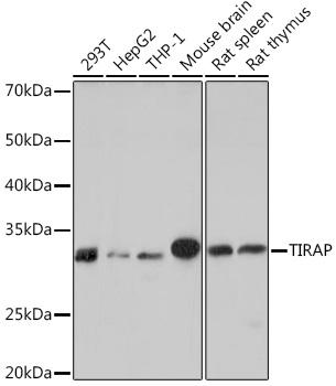 TIRAP Rabbit monoclonal antibody