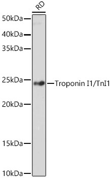 Troponin I1/TnI1 Rabbit monoclonal antibody