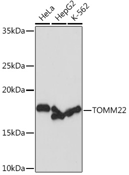 TOMM22 Rabbit monoclonal antibody