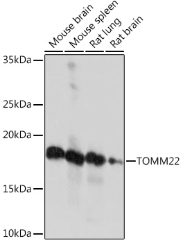 TOMM22 Rabbit monoclonal antibody