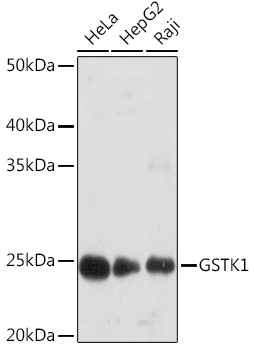 GSTK1 Rabbit monoclonal antibody