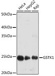 Western blot - GSTK1 Rabbit mAb (A9667)