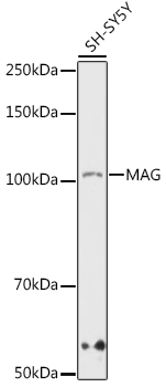 MAG Rabbit monoclonal antibody