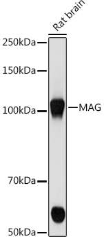 MAG Rabbit monoclonal antibody
