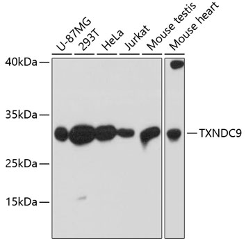 TXNDC9 Rabbit polyclonal antibody