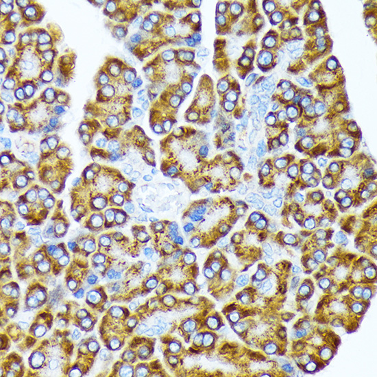 eIF2A Rabbit monoclonal antibody
