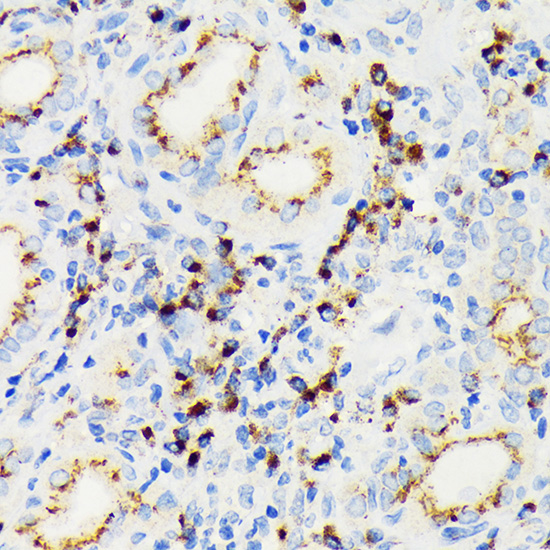 eIF2A Rabbit monoclonal antibody