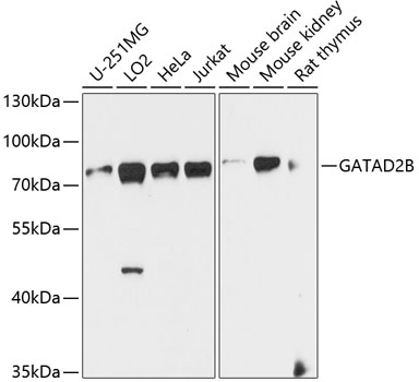 GATAD2B Rabbit polyclonal antibody