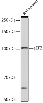 eEF2 Rabbit monoclonal antibody