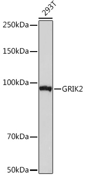 GRIK2 Rabbit monoclonal antibody
