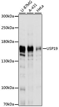 USP19 Rabbit polyclonal antibody