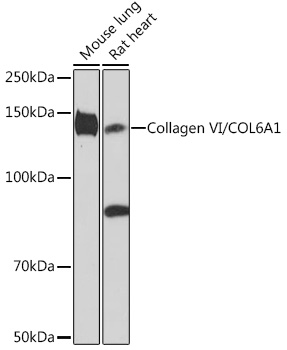 Collagen VI/COL6A1 Rabbit monoclonal antibody