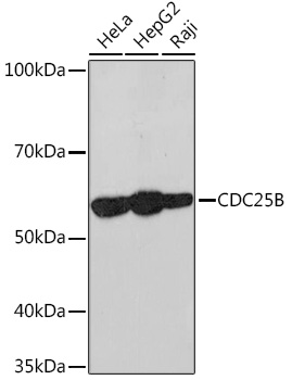 CDC25B Rabbit monoclonal antibody