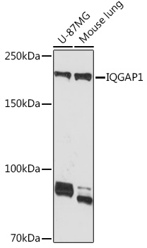 IQGAP1 Rabbit monoclonal antibody