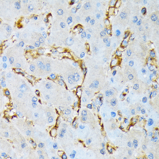 IQGAP1 Rabbit monoclonal antibody