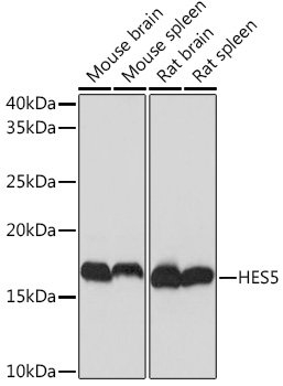 HES5 Rabbit monoclonal antibody