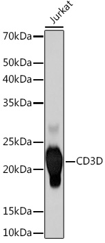 CD3D Rabbit monoclonal antibody