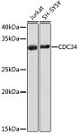 Western blot - CDC34 Rabbit mAb (A9772)